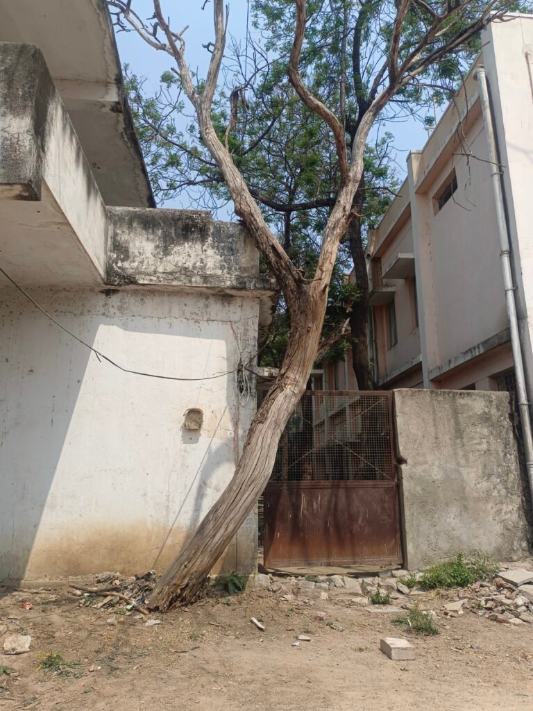 పాఠశాలలో ప్రమాదకరంగా మారిన చెట్టు